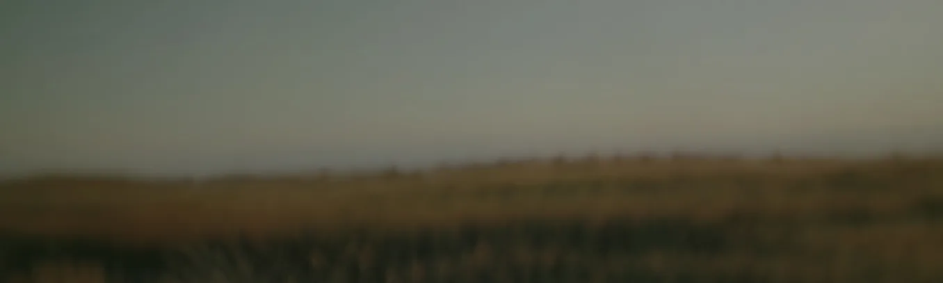 Serene fields