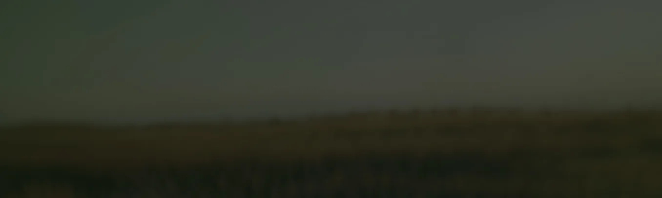 Serene fields