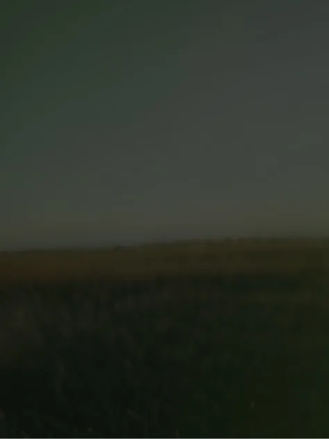 Serene fields