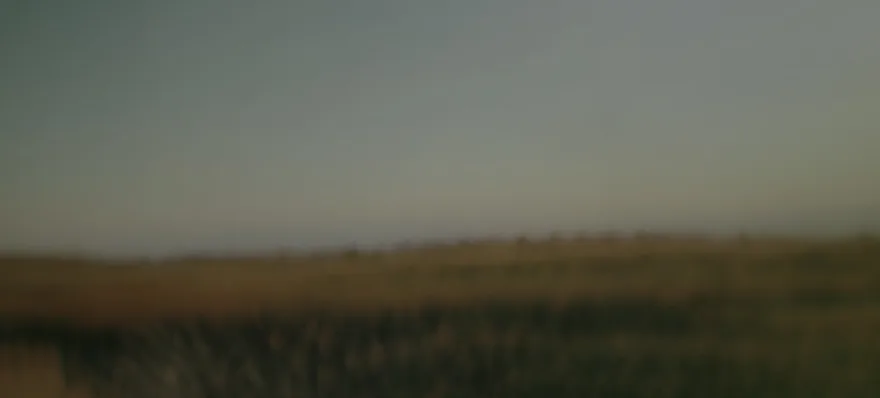 Serene fields