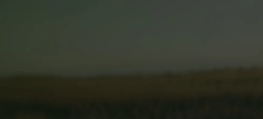 Serene fields